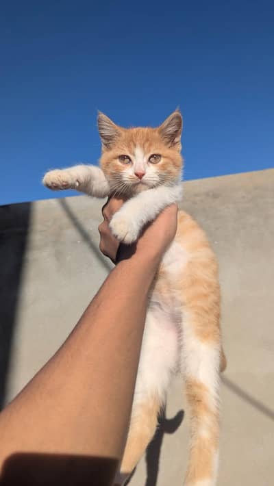 PERSION PAIR FOR SALE