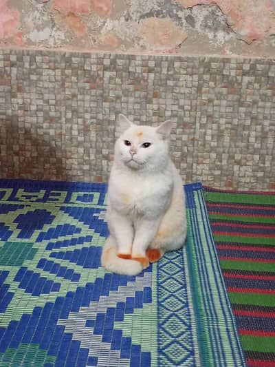 2  Russian cat for sale white male and black female number 03057243966