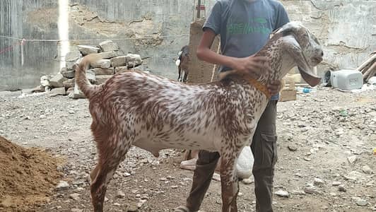 Pure Makha cheeni pair