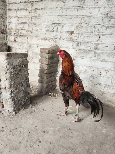 Aseel  pair for sale  l