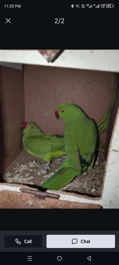 Breeder female with history