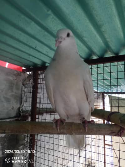 all pair for sale in what's sapp