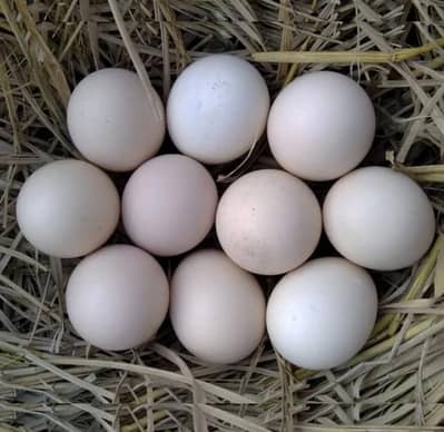 desi hen eggs
