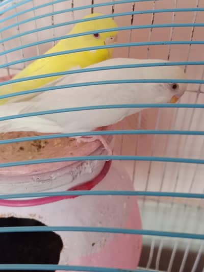 red eyes budgies breeder pair