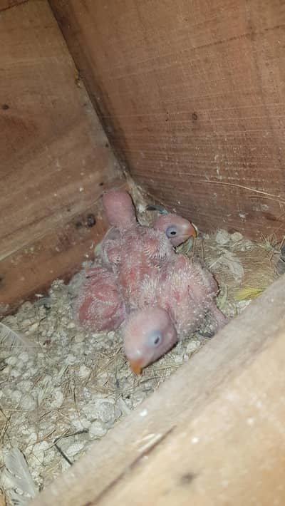 love bird chicks for hand tame