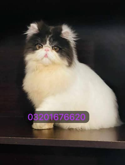Pure persian cfa bloodline male only matting