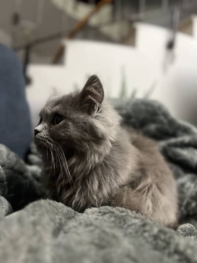 Persian triple coat grey cat