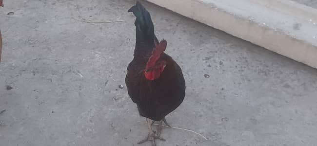 Golden misri, and desi hens for sale