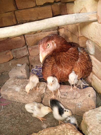 pure aseel hen with 5 Desi chicks