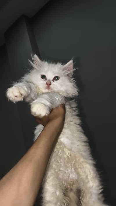 all done only buy and feed