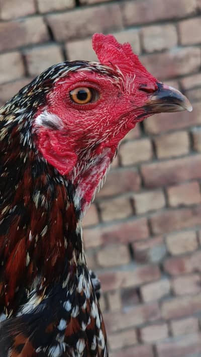 Thai pakoya patha pathi