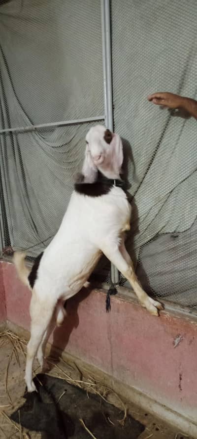 Rajanpuri Gulabhi Ablak Bakra Andu