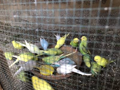 Budgies parrots