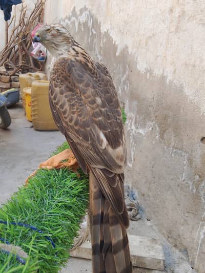 beautiful Bird sale k liy