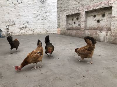 Golden Misri Hen For Sale