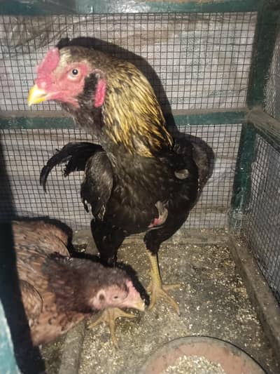 Aseal Mianwali and White buff eggs