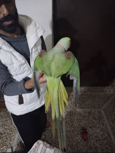 Raw kashmiri parrot for sale hand tame and talking