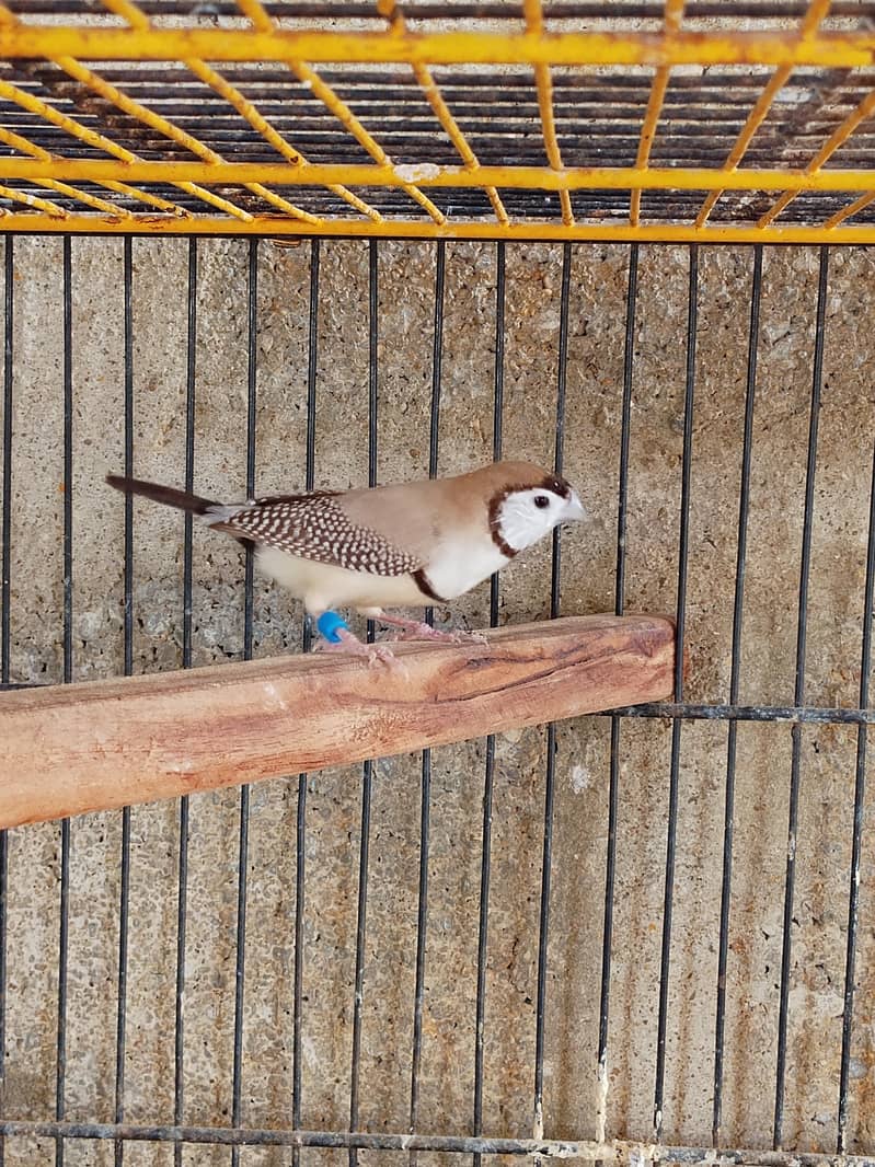Finch owl gouldian java 1