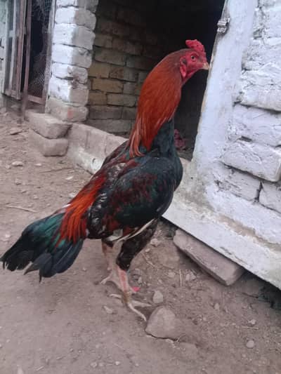 best quality Aseel bird