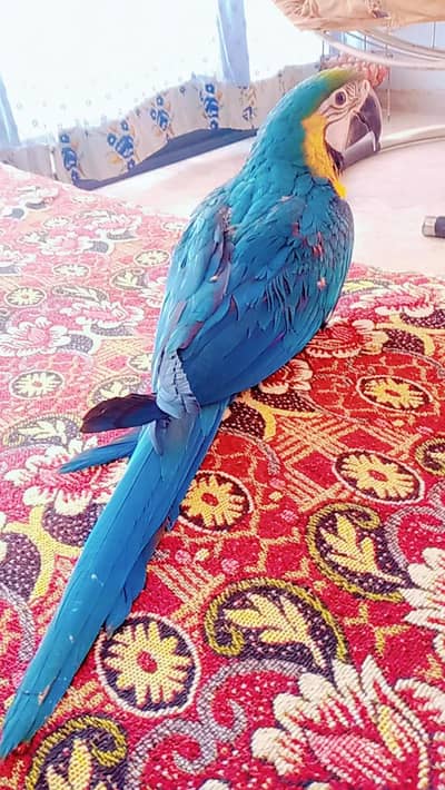 Macaw self 03156376925