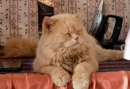 Golden persian double coated