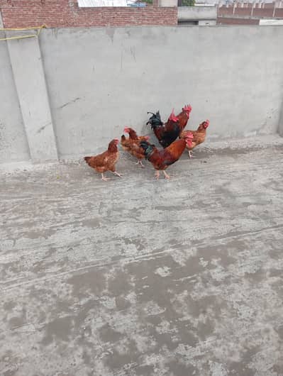 Dasi Breeder egg laying Hen