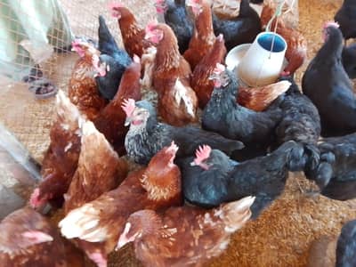 Healthy Brown and Black Lohmann hens