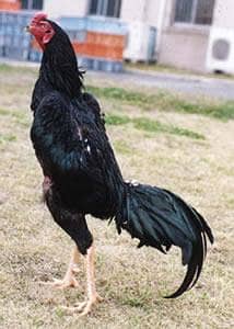 Shamos Fertile Eggs Available