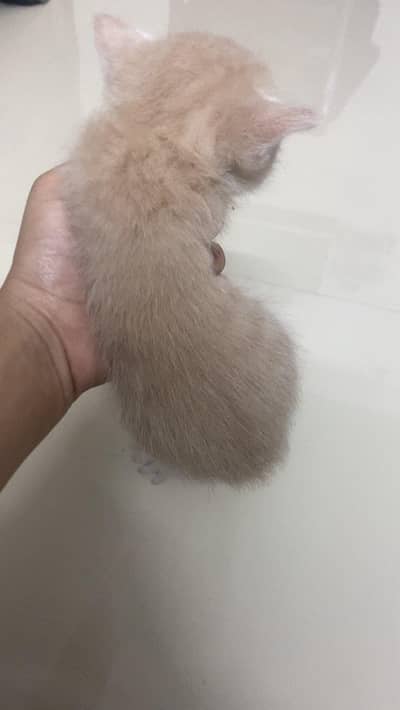 Pure Persian Kittens for Sale – 4 Available | Healthy & Home Raised