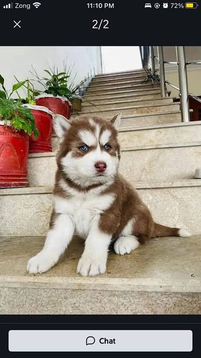 husky puppy pedagir man baap ka baccha