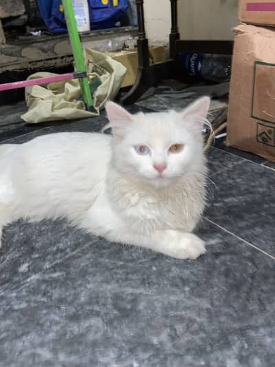 Triple coat odd eyes persian cat