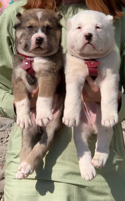 Alabai dog male female 2 month for sale