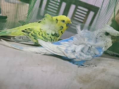 Lemon TCB Hogoromo UnderSize Double Crunchy Flower breeder pair