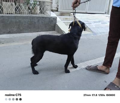Labrador female available