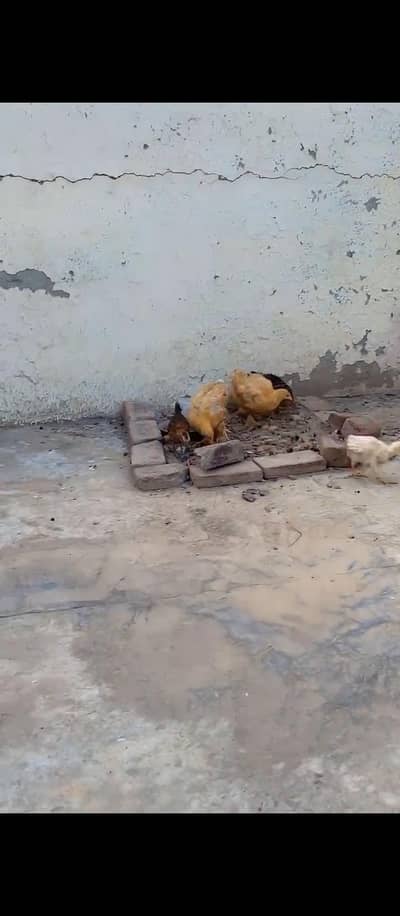 5 Golden misri 2 golden buff