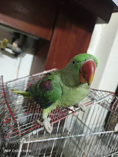 Raw parrot