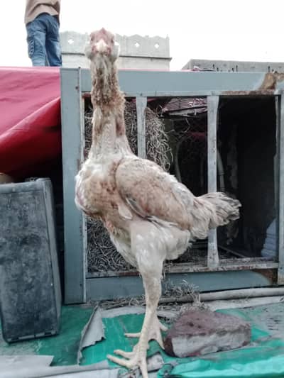 Shamo+galvi Madi long hight king size