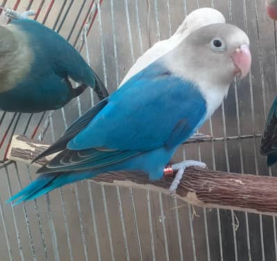 normal, red eyes and backfirill budgies for sale