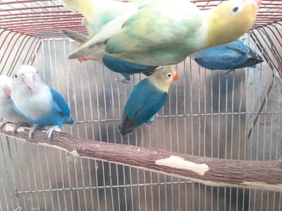 normal, red eyes and backfirill budgies for sale