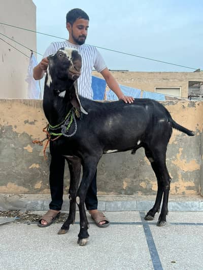 Breeder top quality Pure amritsari betal bakra for sale