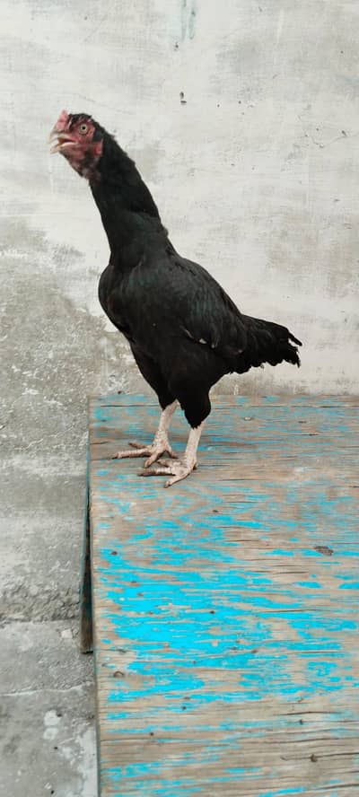 pure aseel breeder female