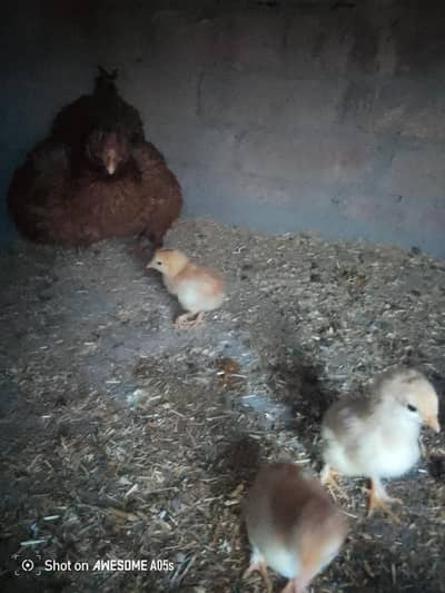aseel hen with chicks