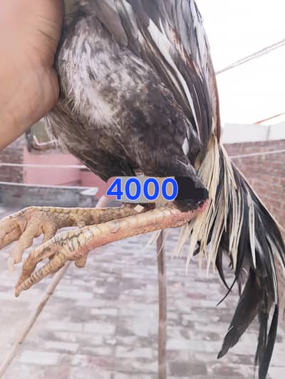 one pice desi 1600 aseel murga 4000 murgi 4700