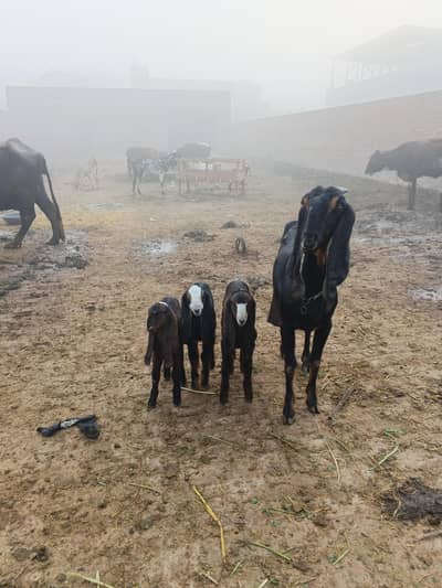 Goats for sale in Lahore