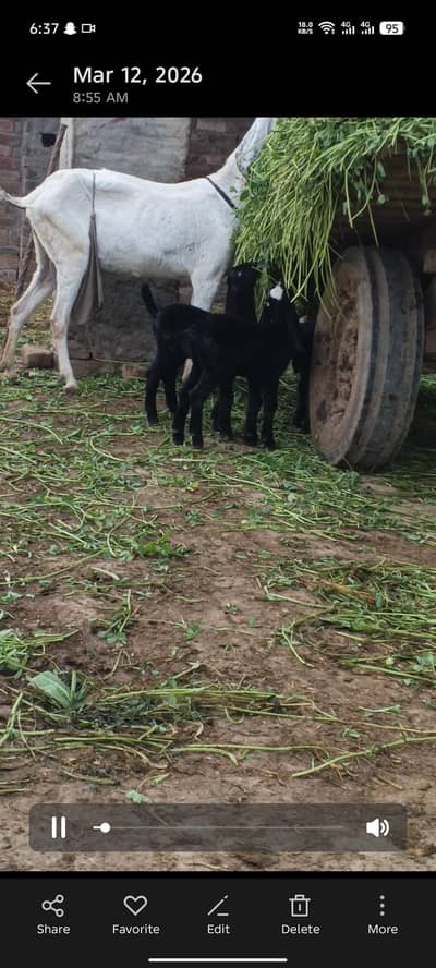 Goats for sale in Lahore