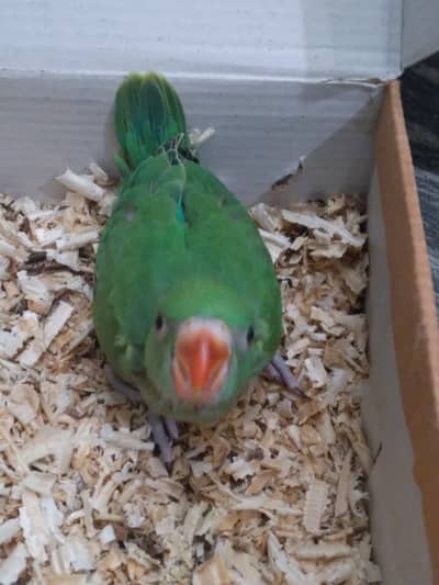 Parrot chick for tame