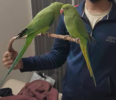Green Parrots Pair