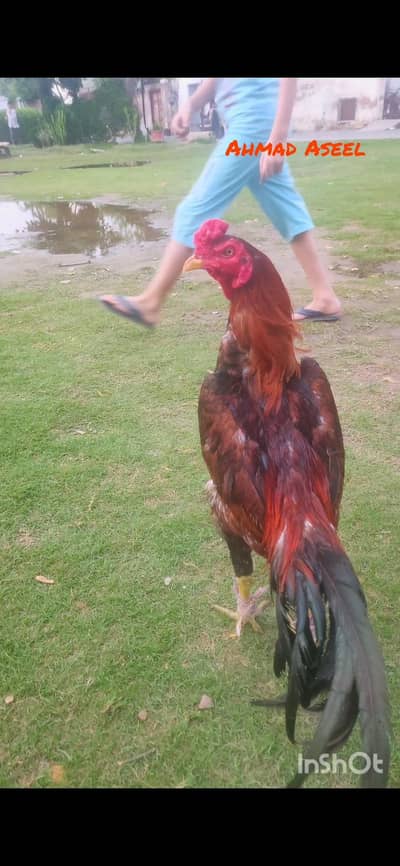 Shamu/vaitnam/pokya/burmi/