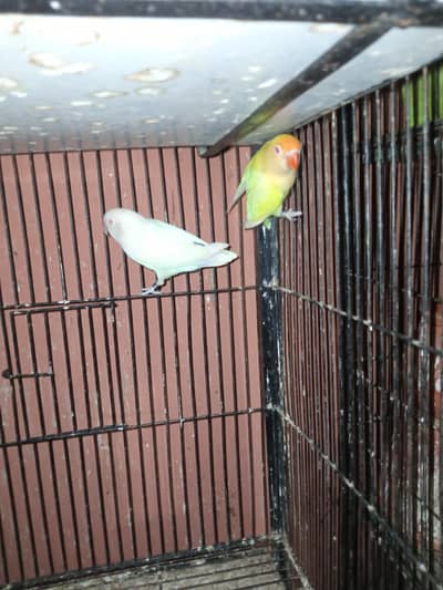 cremino to albino red eye