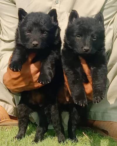 German Shepherd puppy | Long Coat puppies | Dog For Sale | GSD